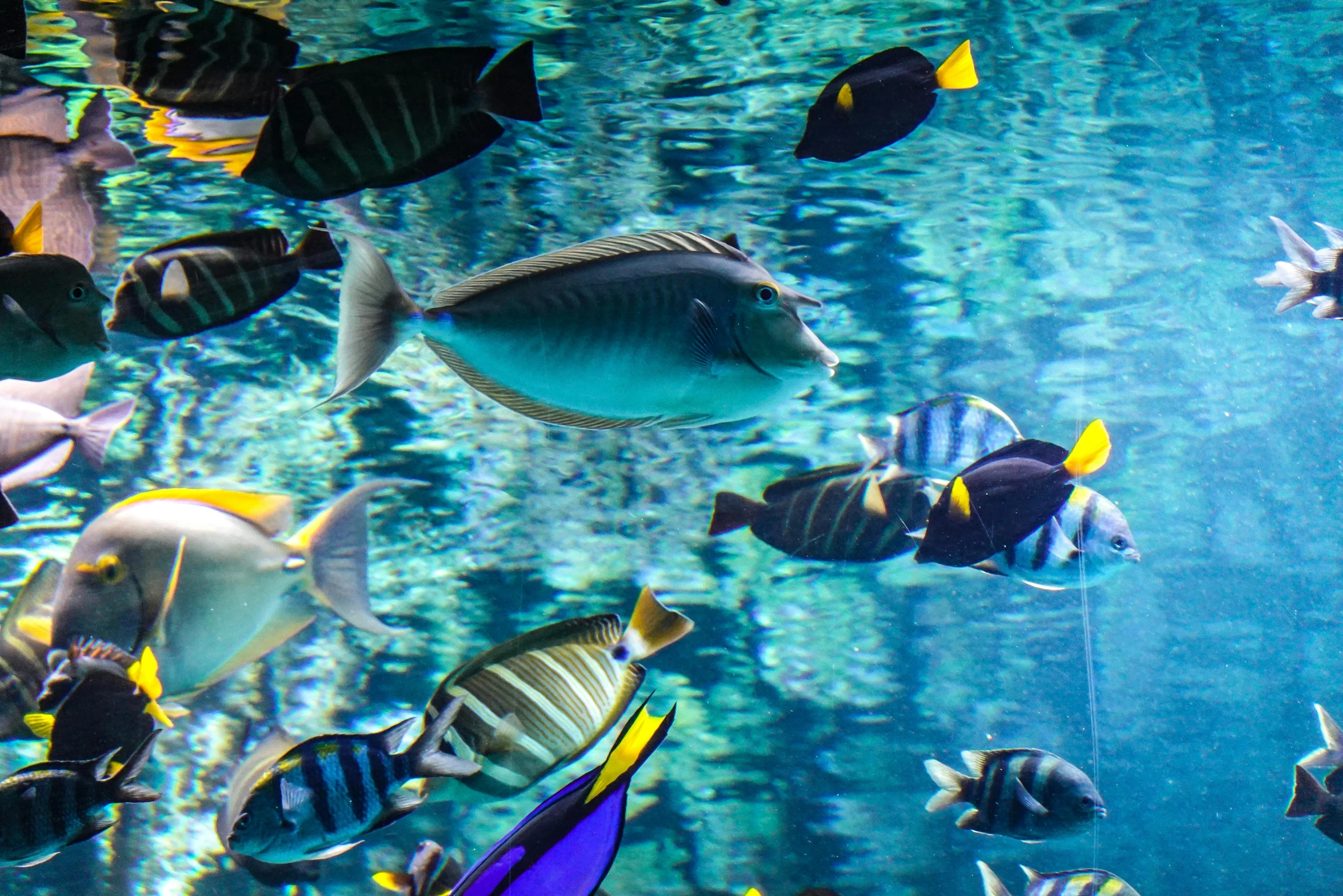 an aquarium filled with lots of different colored fish