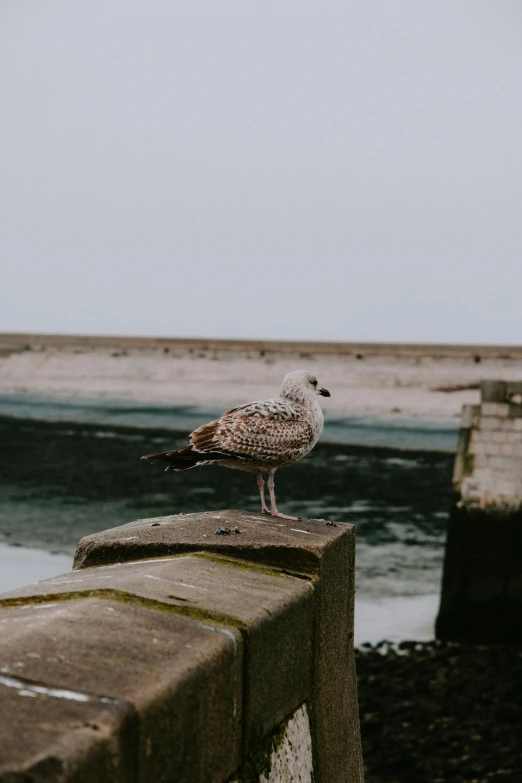 a small bird sits on the edge of a bridge near water