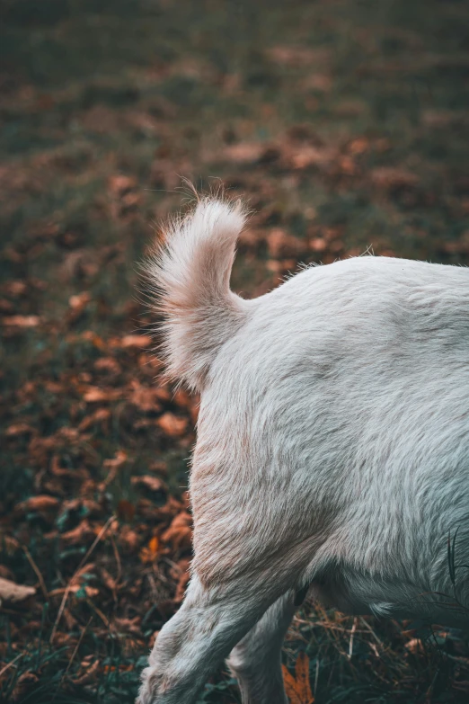 a small goat walking on top of a dry grass field