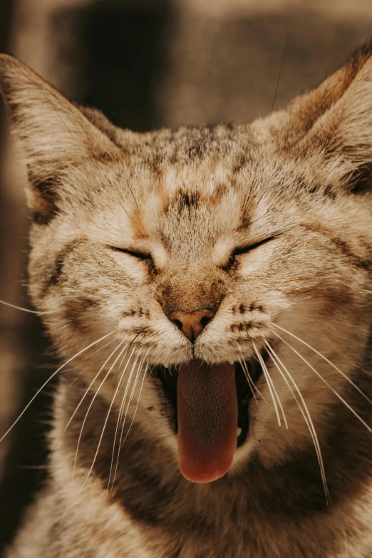 a cat with its tongue out and it's tongue out