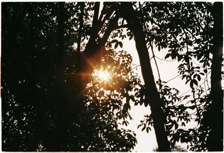 the sun through trees is seen through some leaves