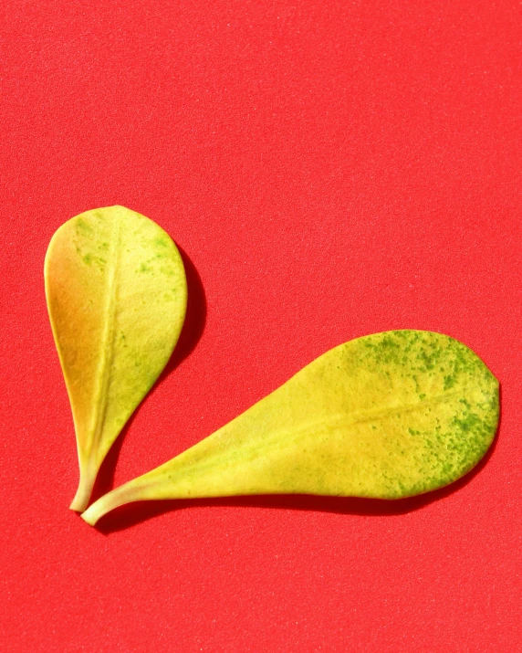 an image of two leaves on a bright red background