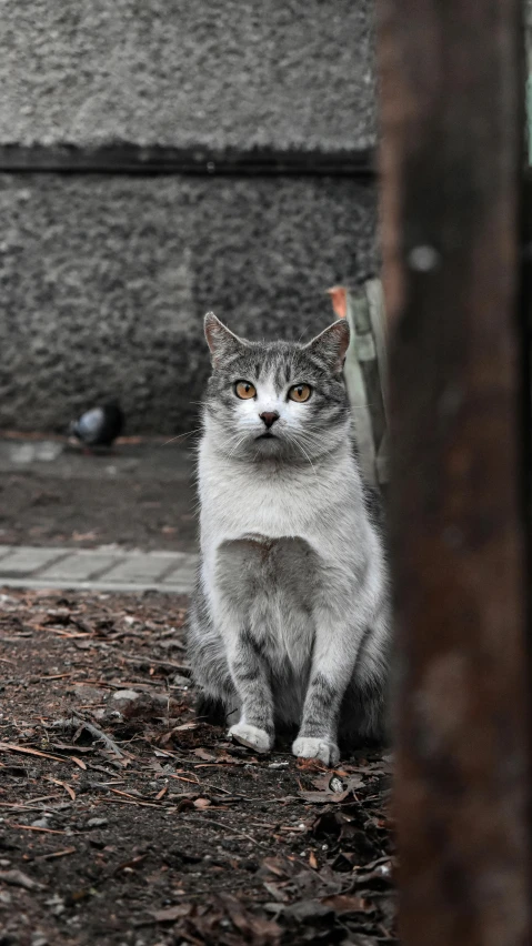 a cat that is sitting down on the ground