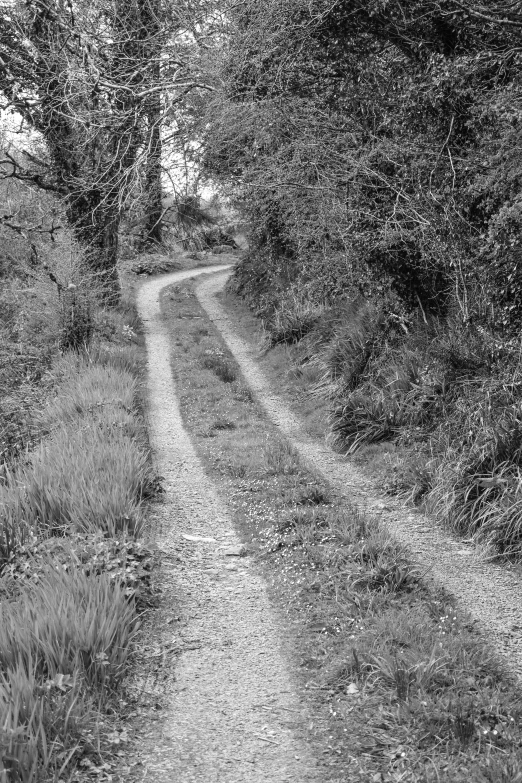 an empty path in the woods leading to a bench