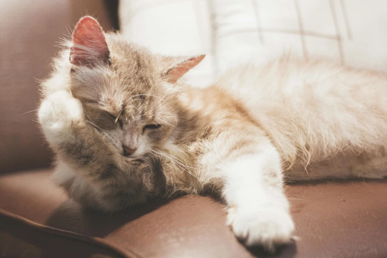 the cat is lying down on the couch