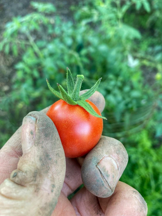 a hand holding a tomato with a stem