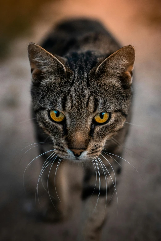 a cat with yellow eyes walking across a stone road