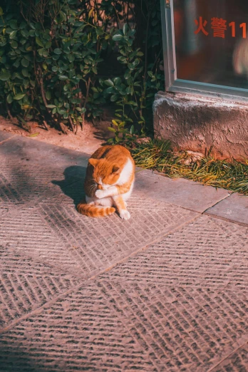 an orange and white cat sits on concrete next to shrubbery