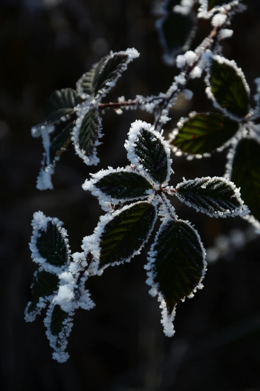 some frosted leaves on some nches with water drops