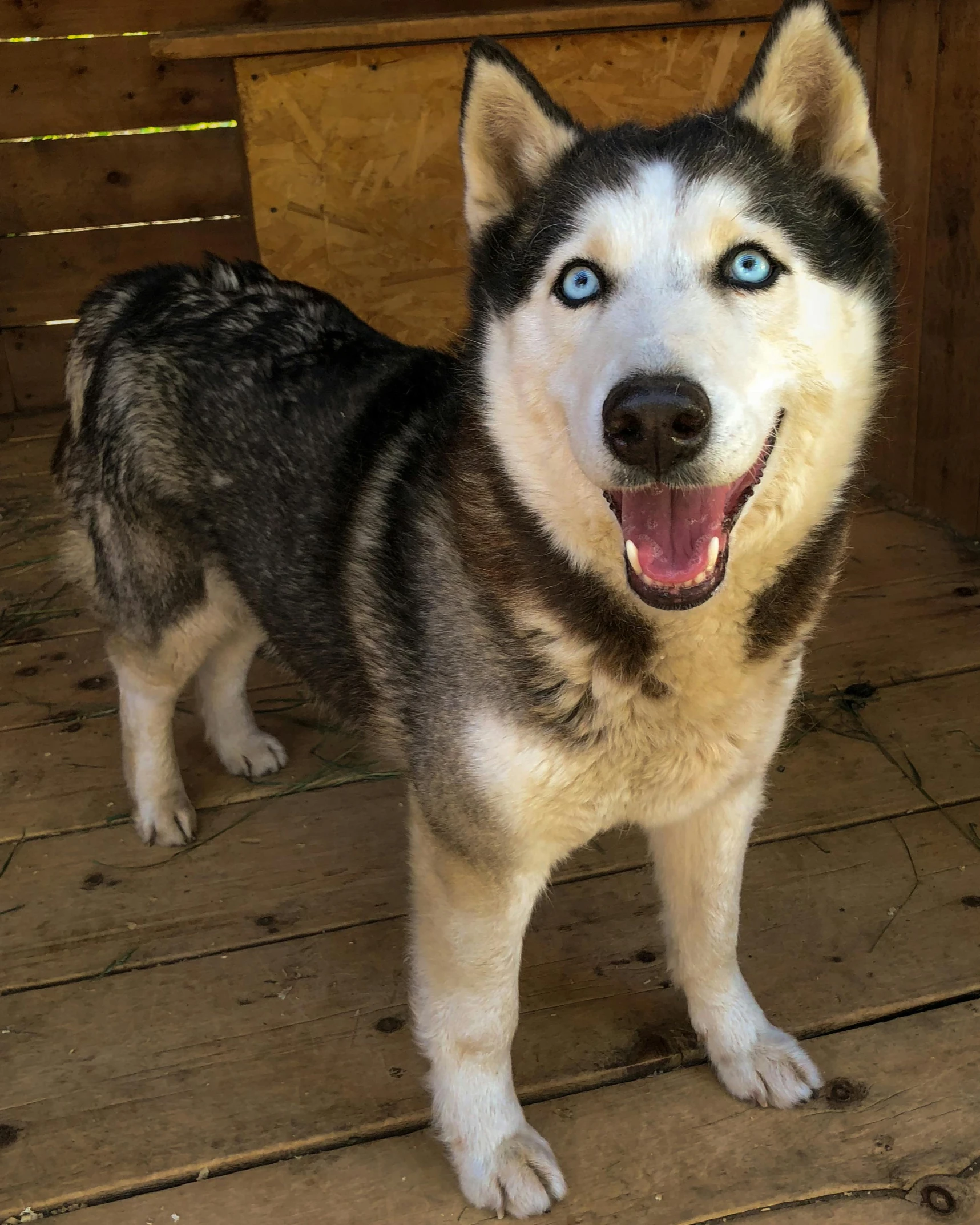 the husky dog has blue eyes and long fur