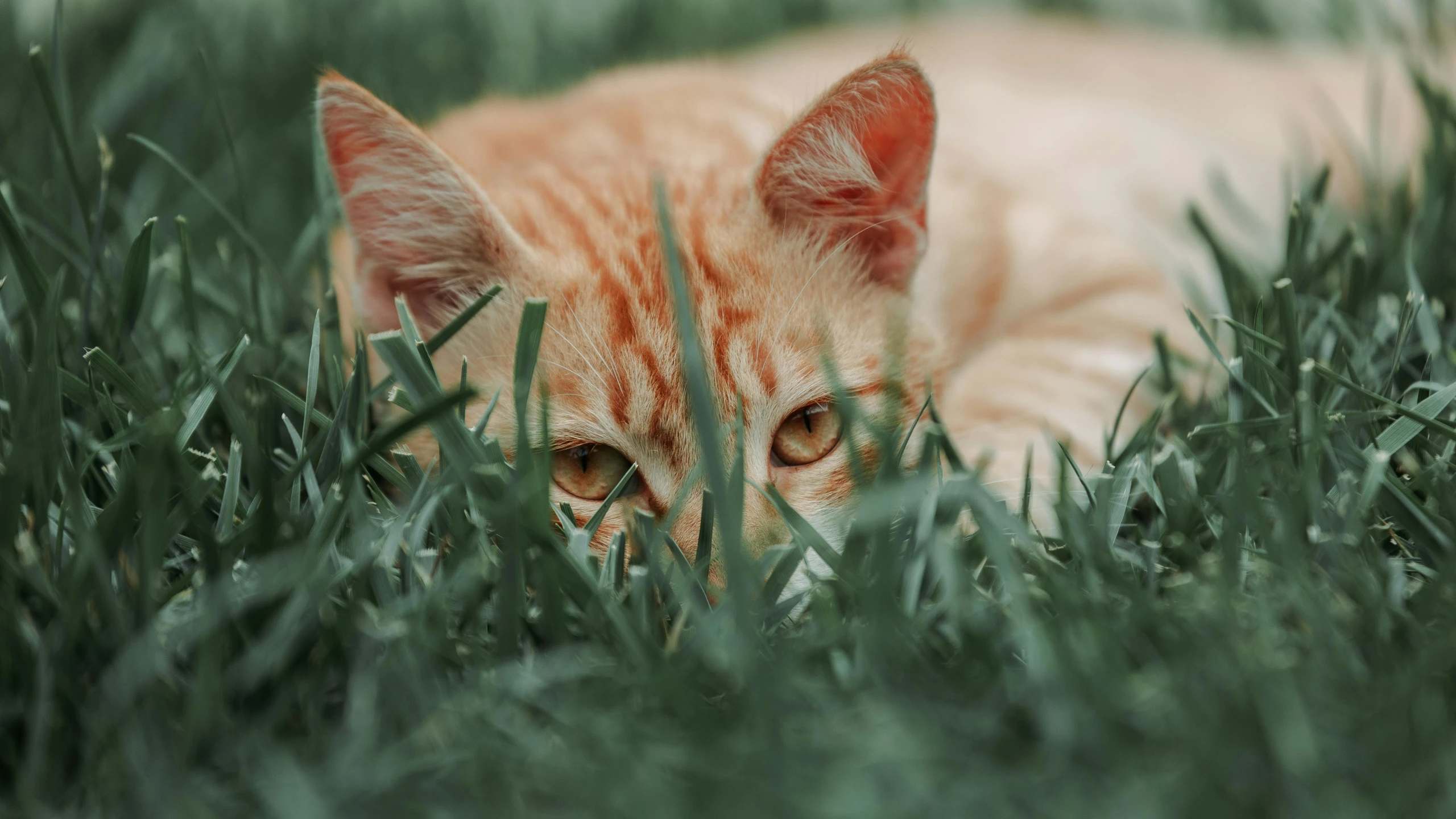 a orange cat is resting in tall green grass