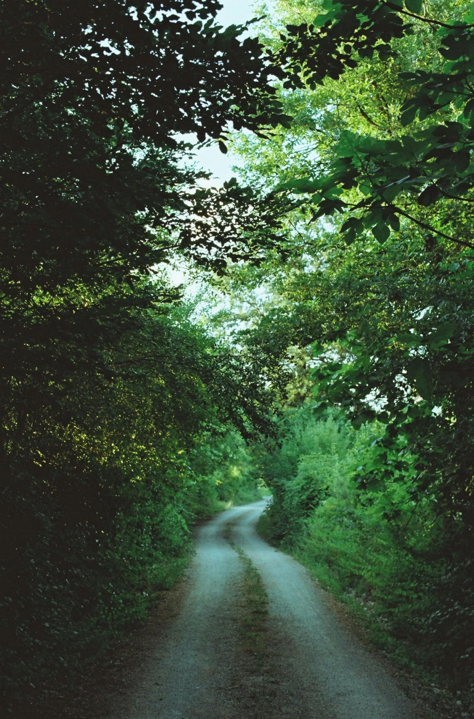 a narrow road lined by trees on both sides