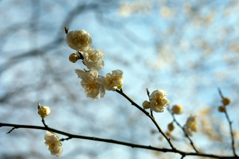 a nch with white flowers with a sky background