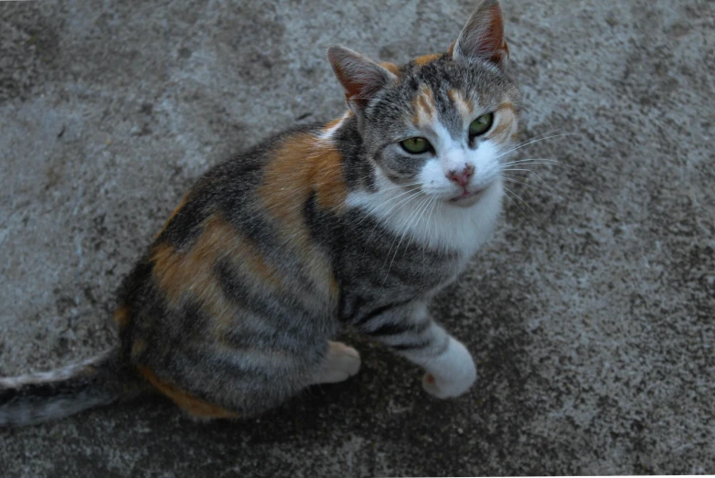 this is an image of a cat looking up