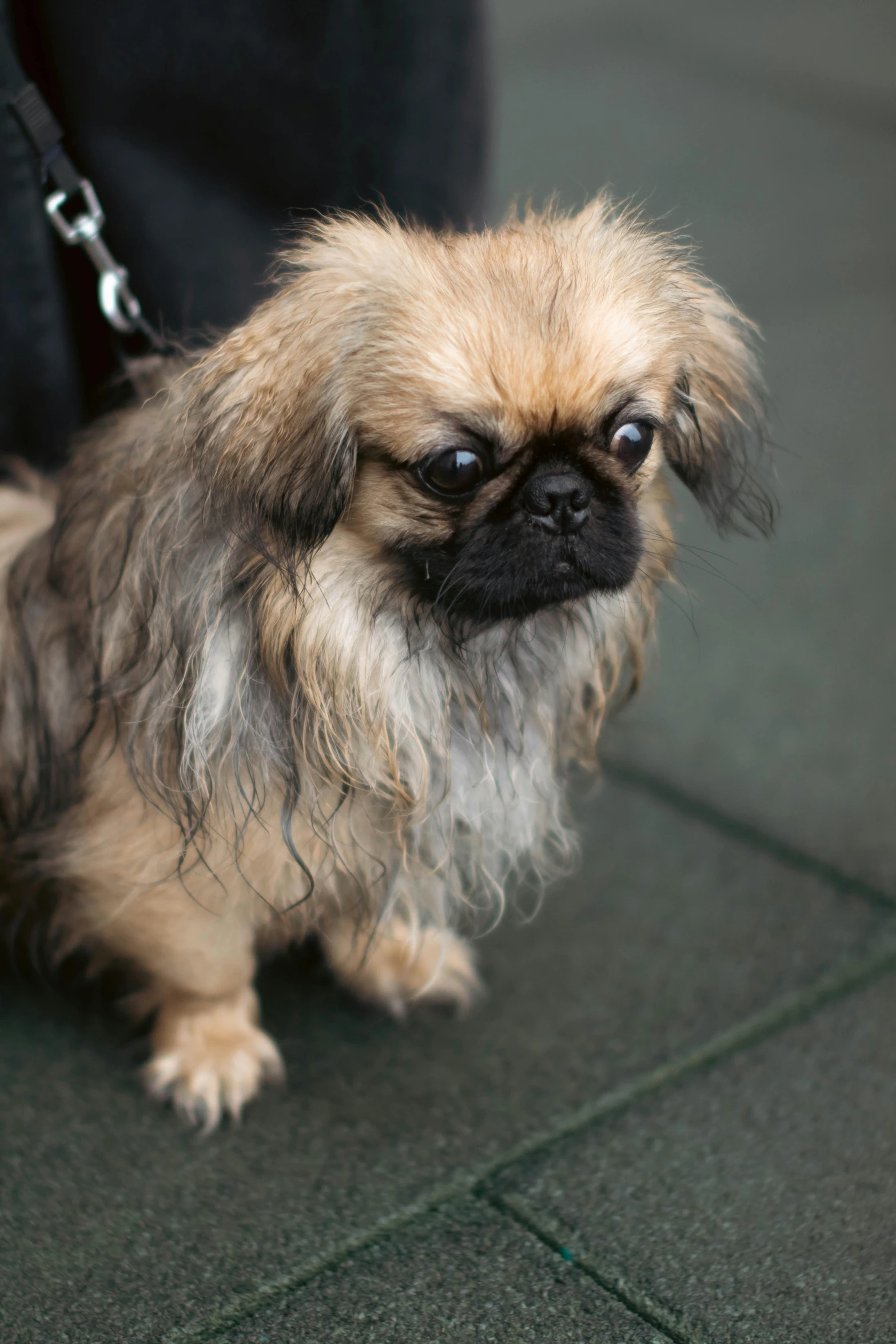 a small brown dog with black and white fur