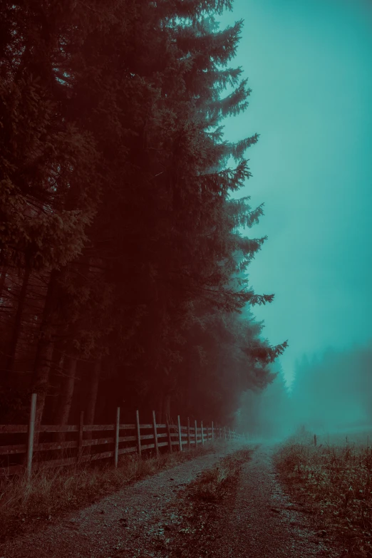 a view of a forest covered in fog