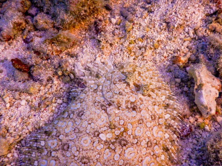 water and rocks with orange leaves and a stone