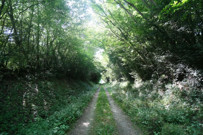 an image of a path that is empty in the forest