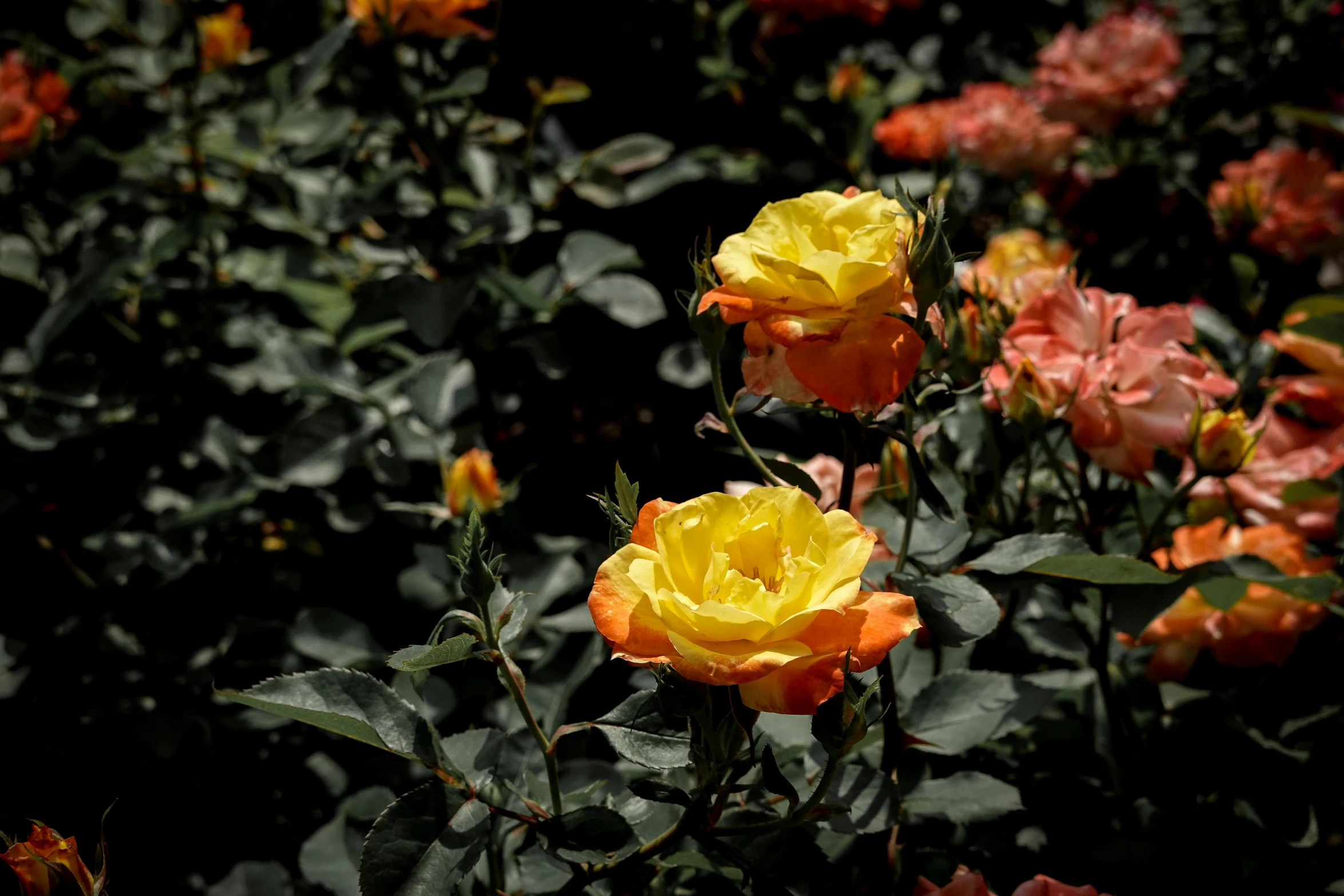 close up of a large group of colorful flowers