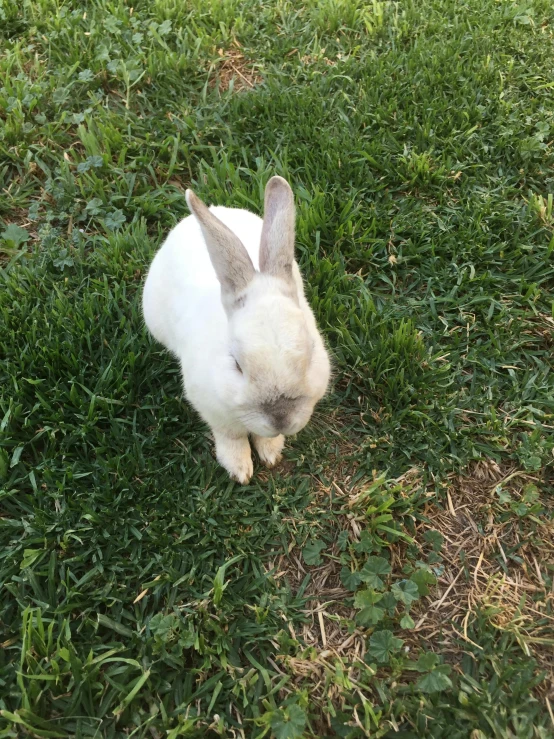 a small white rabbit is on some green grass