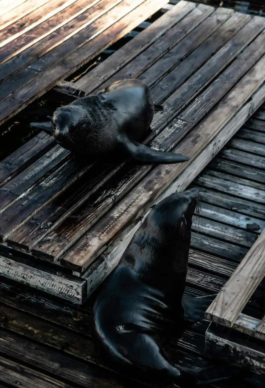 a couple of sea lions laying down on top of a pier