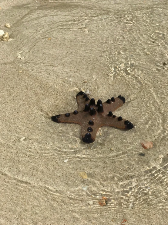 a starfish is laying in shallow water on a beach