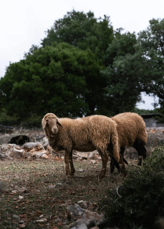 a sheep in a pasture with other animals behind it