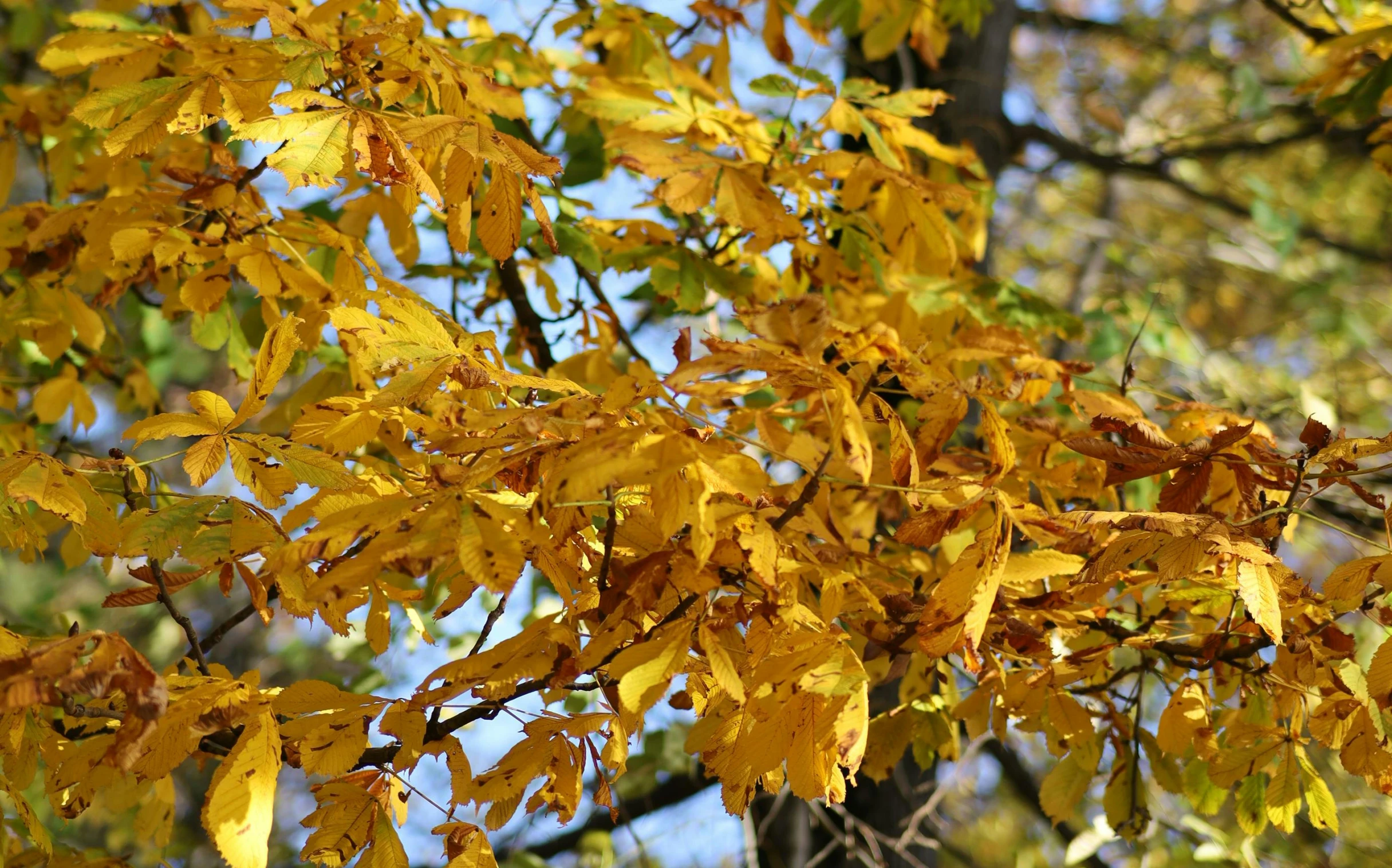 tree with yellow and green leaves in the day time