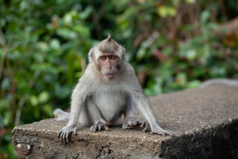 a monkey sits on a rock in front of trees