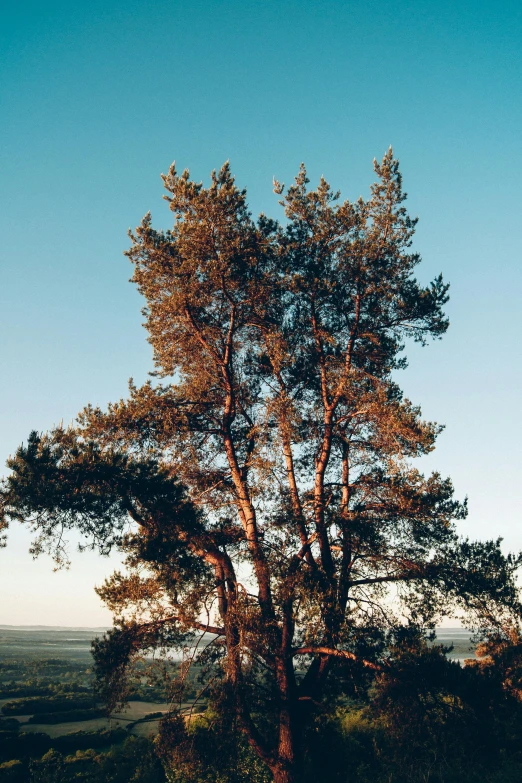 a lone tree in the middle of a plain