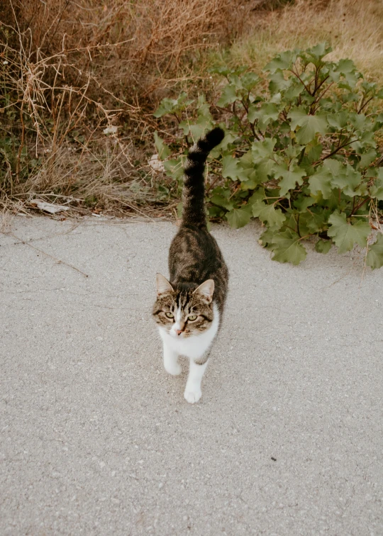 a cat that is standing in the dirt