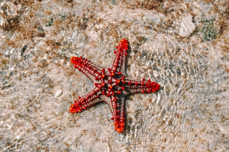 a starfish floating in a body of water