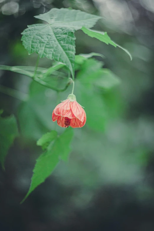 a red flower on the stem and leaves in the background