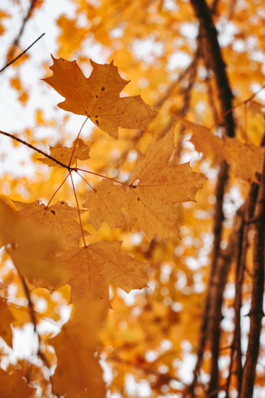 some leafy trees and some leaves are turning orange