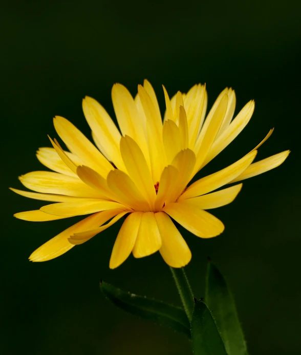 a flower with yellow petals is on a green surface