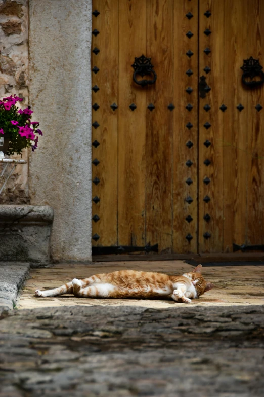 there is an orange and white cat sleeping in the middle of a street