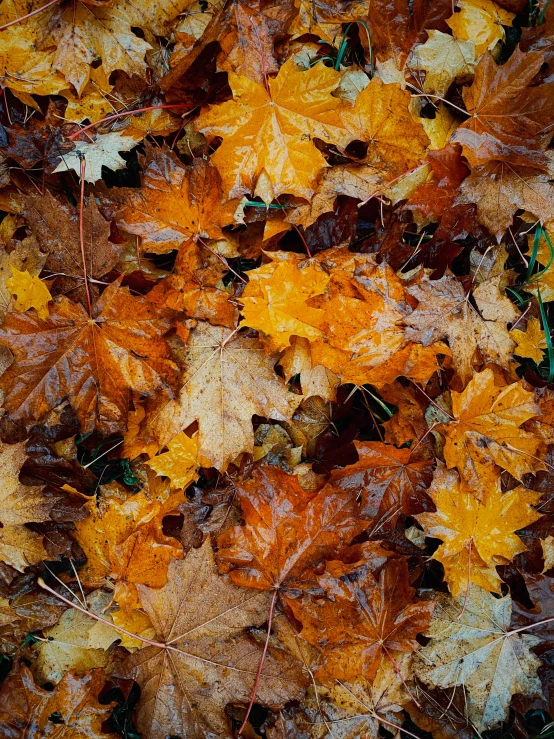 several leaves have been strewn around on the ground