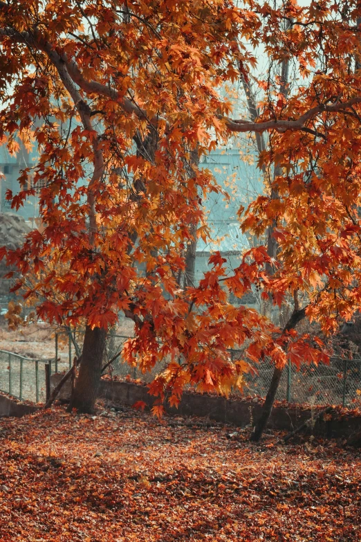 a couple of brown horses under some trees