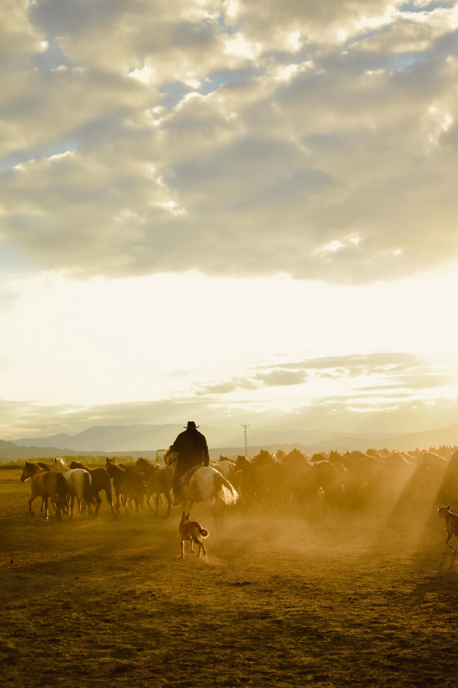 two men on horses next to some other animals