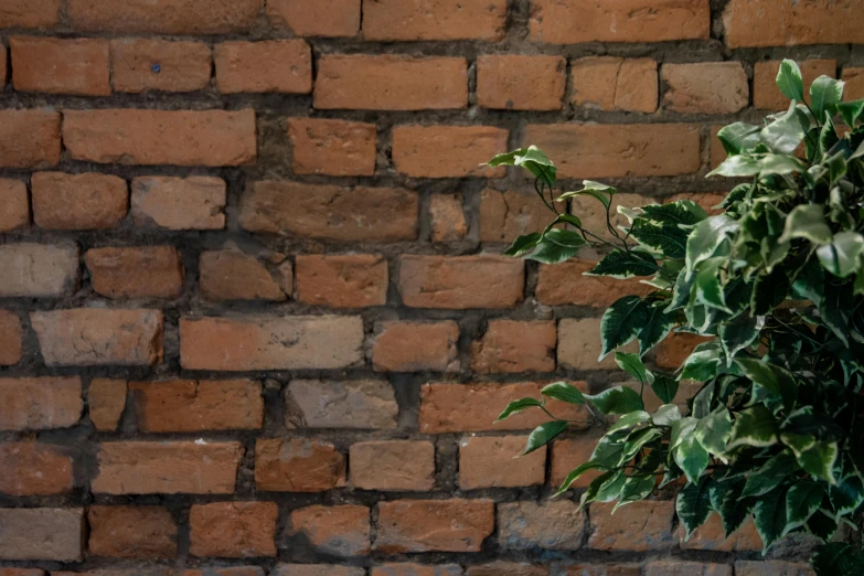 a small tree sitting next to a brick wall