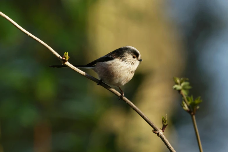 a small bird sits on a tree nch