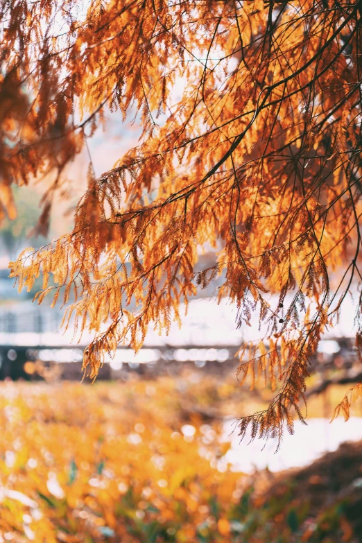 trees in the fall leaves are still changing color