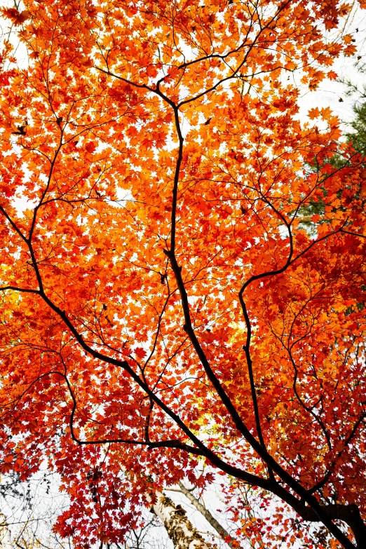 a tall tree with orange leaves and white sky in the background