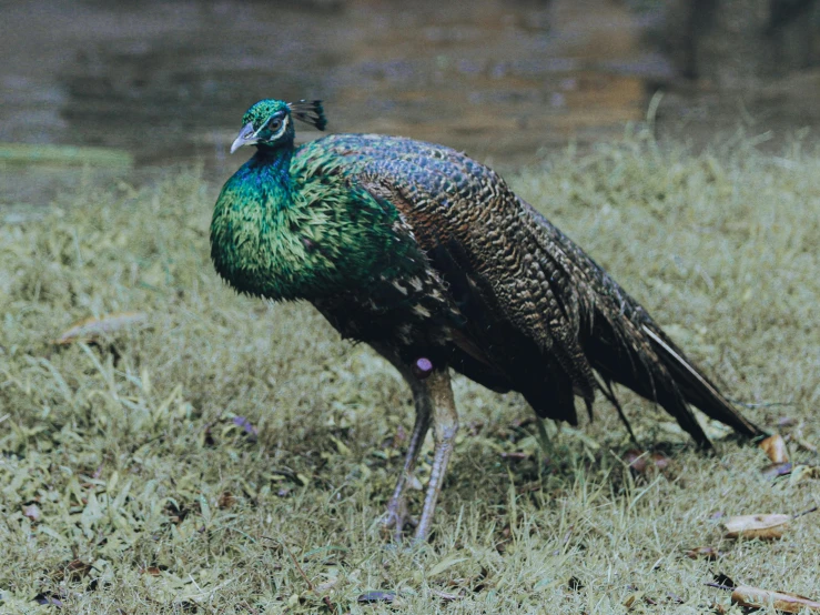 a large peacock standing in a grass field