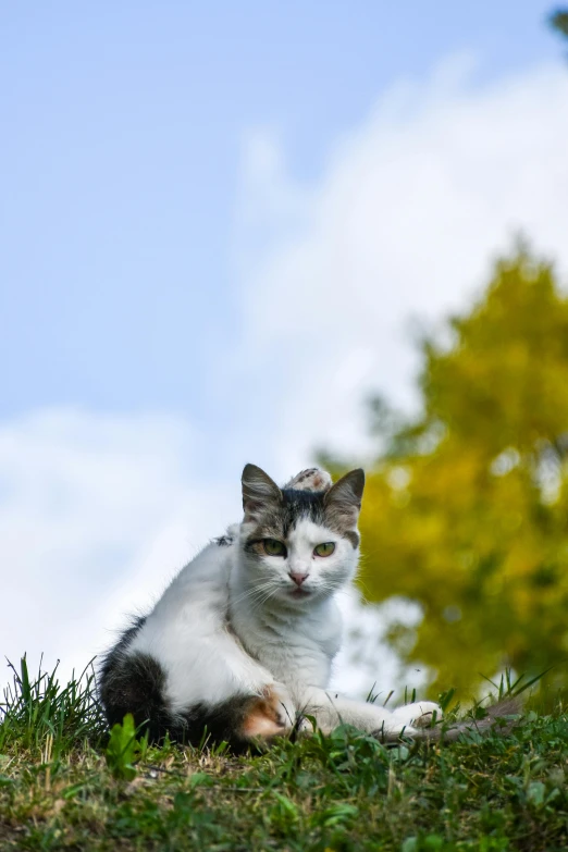 a white and black cat sitting in the grass