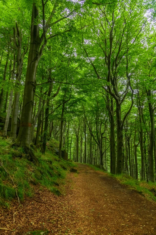 a dirt path through a forest in the middle of a green forest