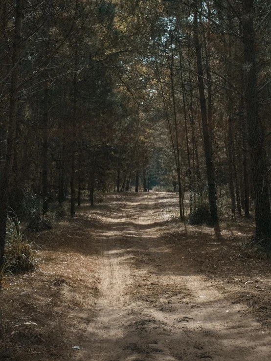 a dirt road through some trees with lots of leaves