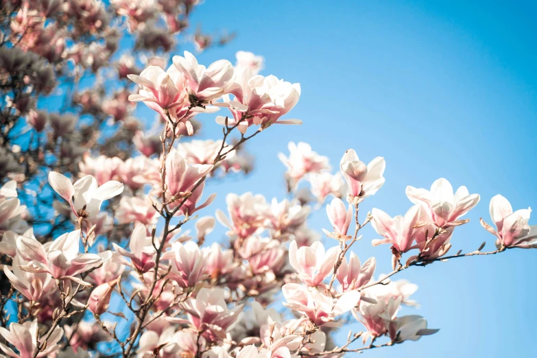 a close - up view of some pink flowers