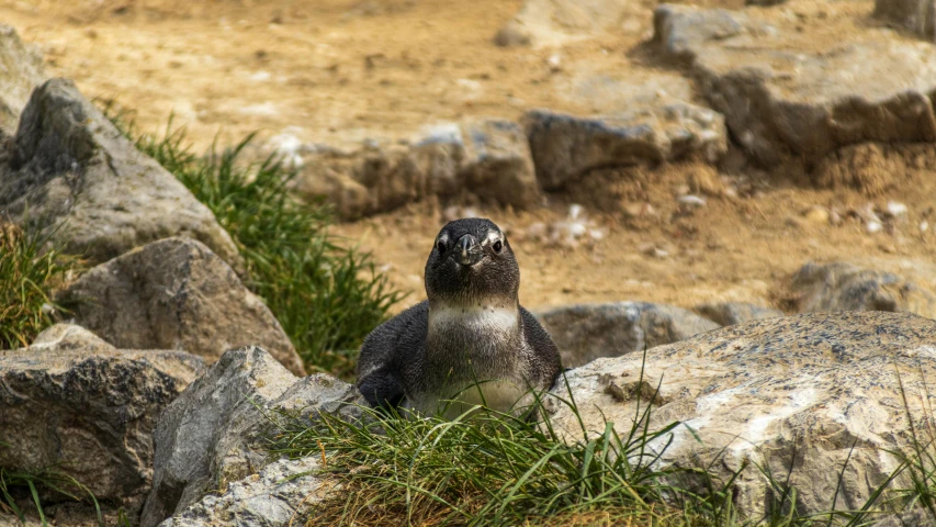 a seal is standing on the rocks near grass