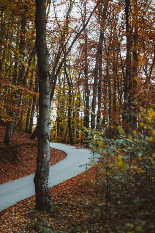 there is an open path in the woods